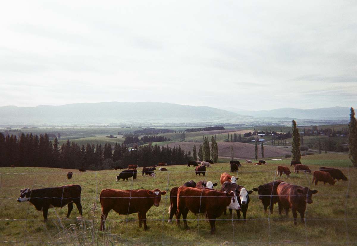 animal brown cattle lot cattle