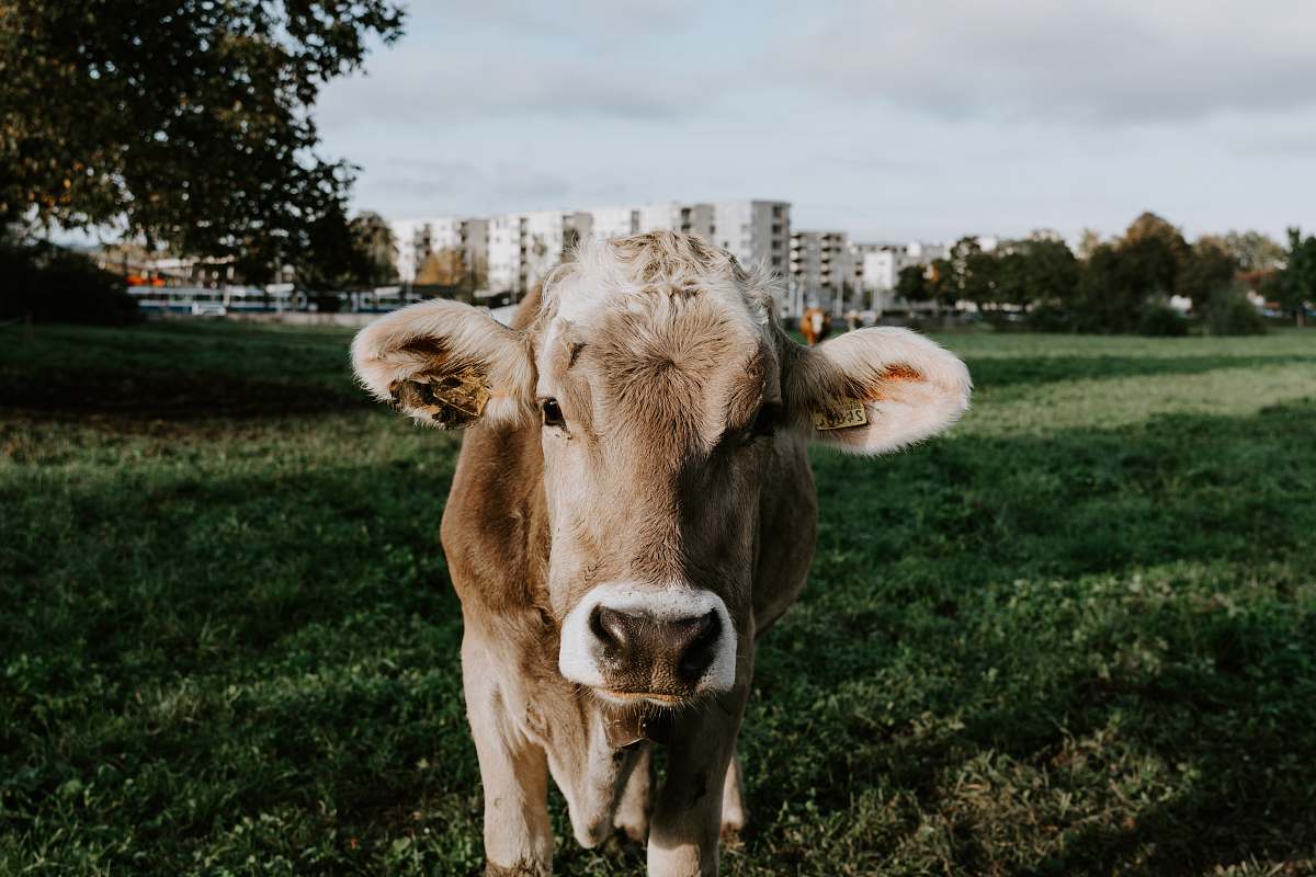 animal cow on green field cattle