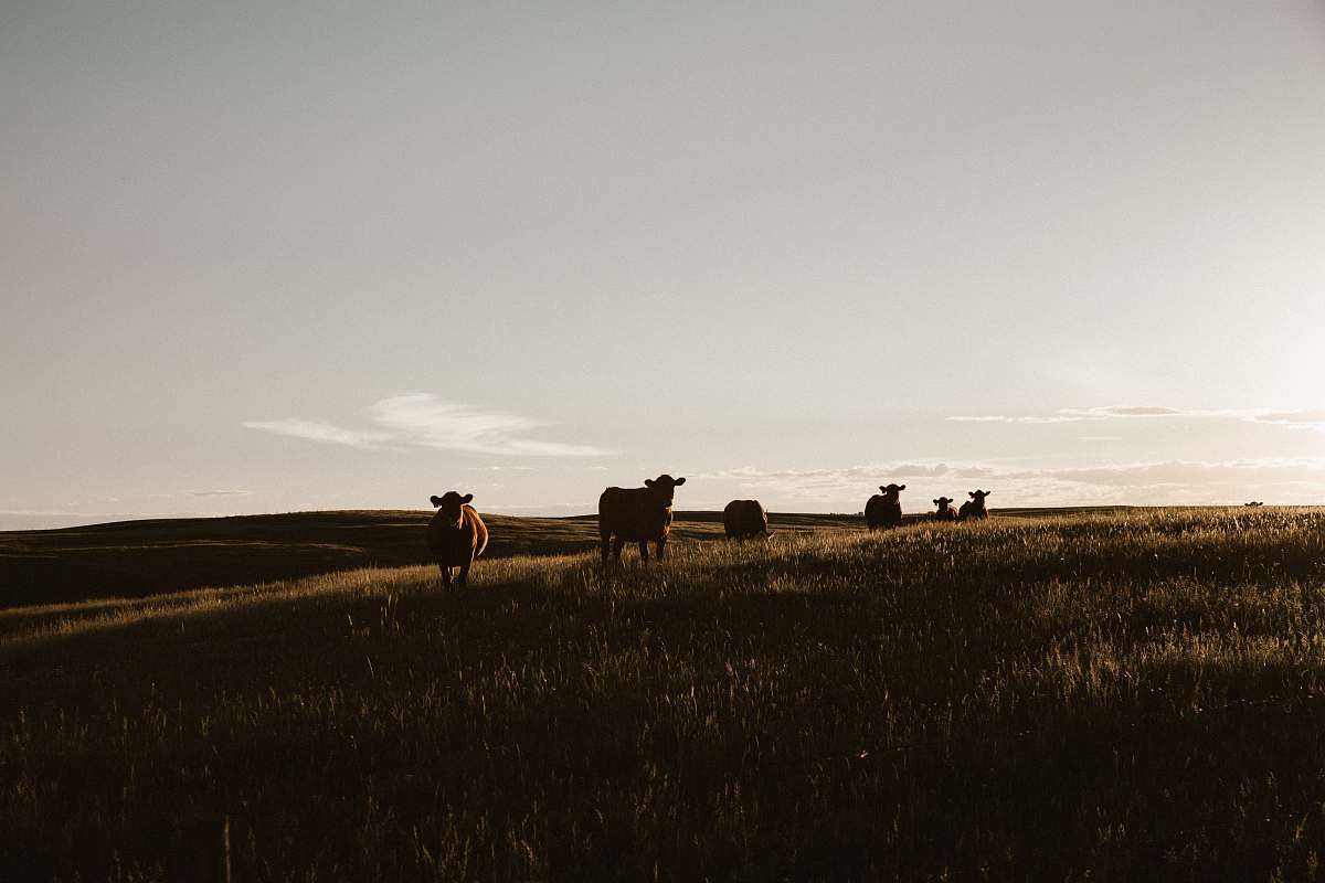 animal herd of cows on grassland during daytime nature