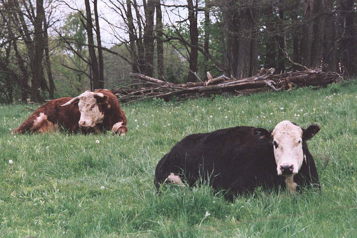 animal two black and brown cows surrounded by withered trees cattle