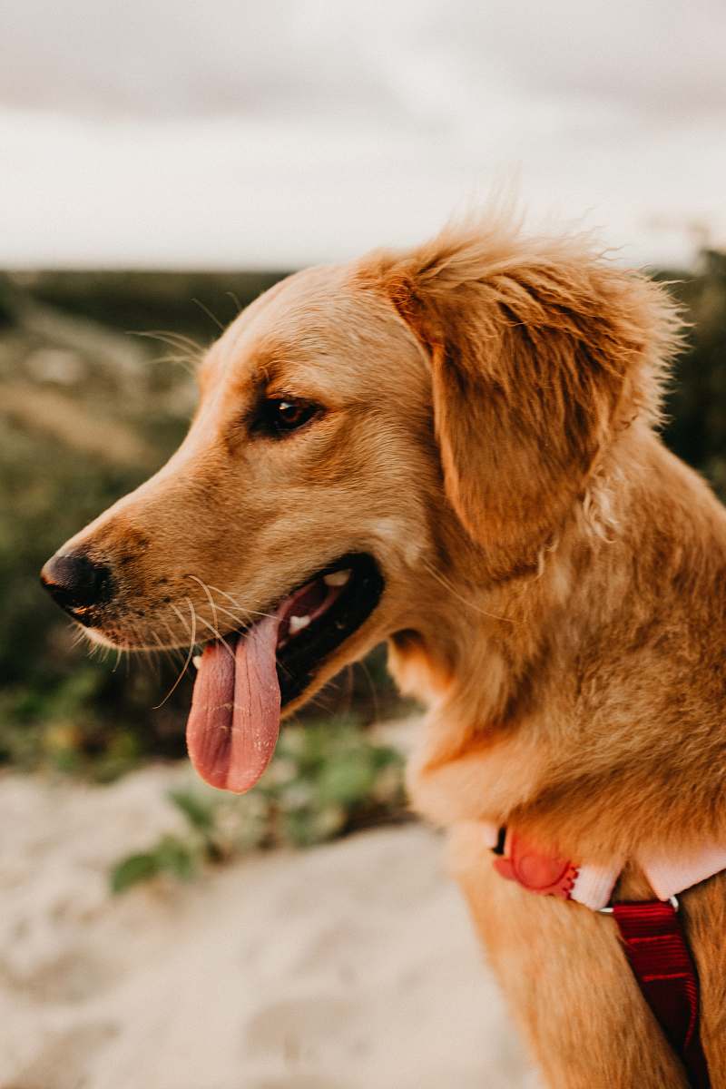 pet brown short-coated dog close-up photography canine