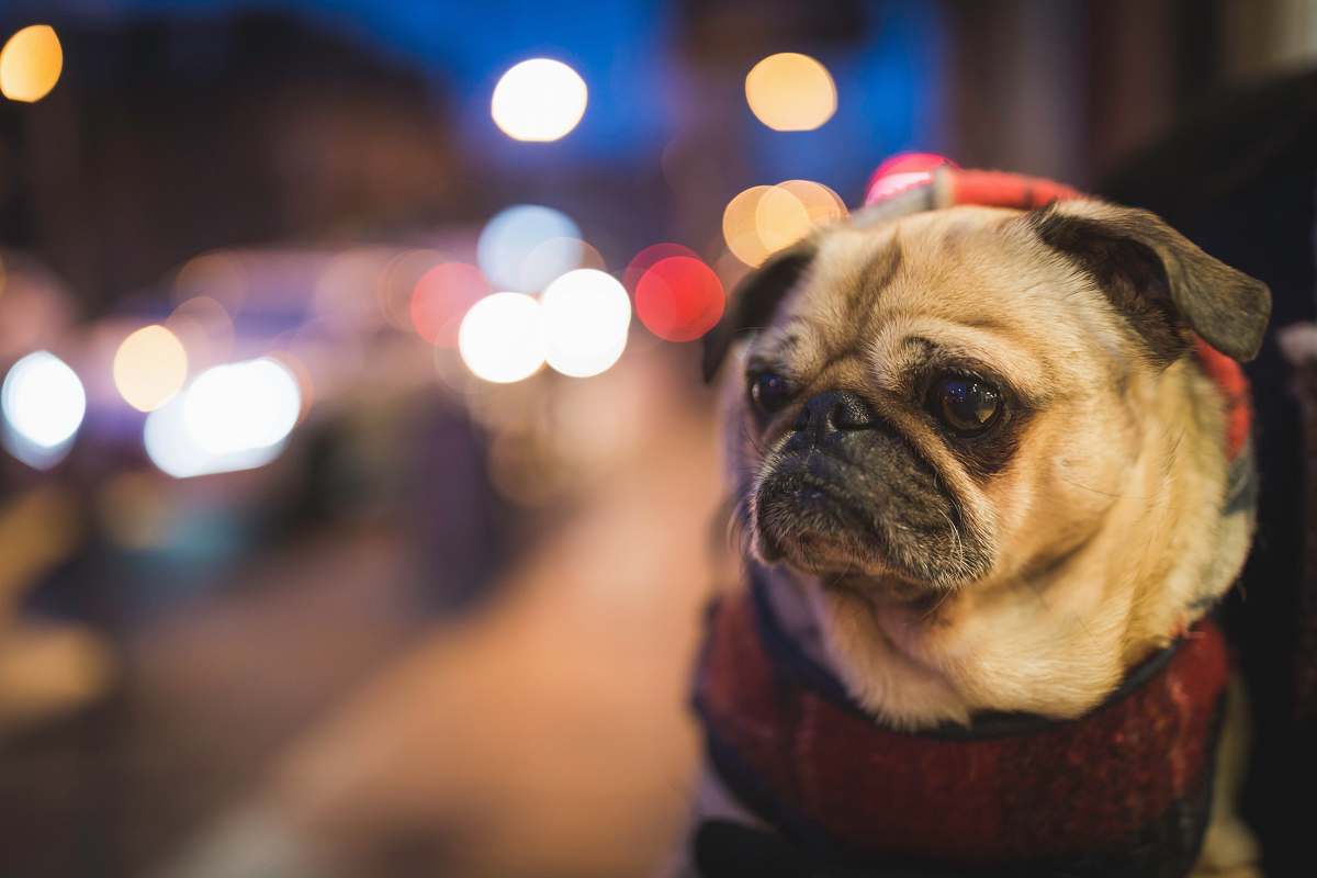 pug selective focus photography of fawn pug canine