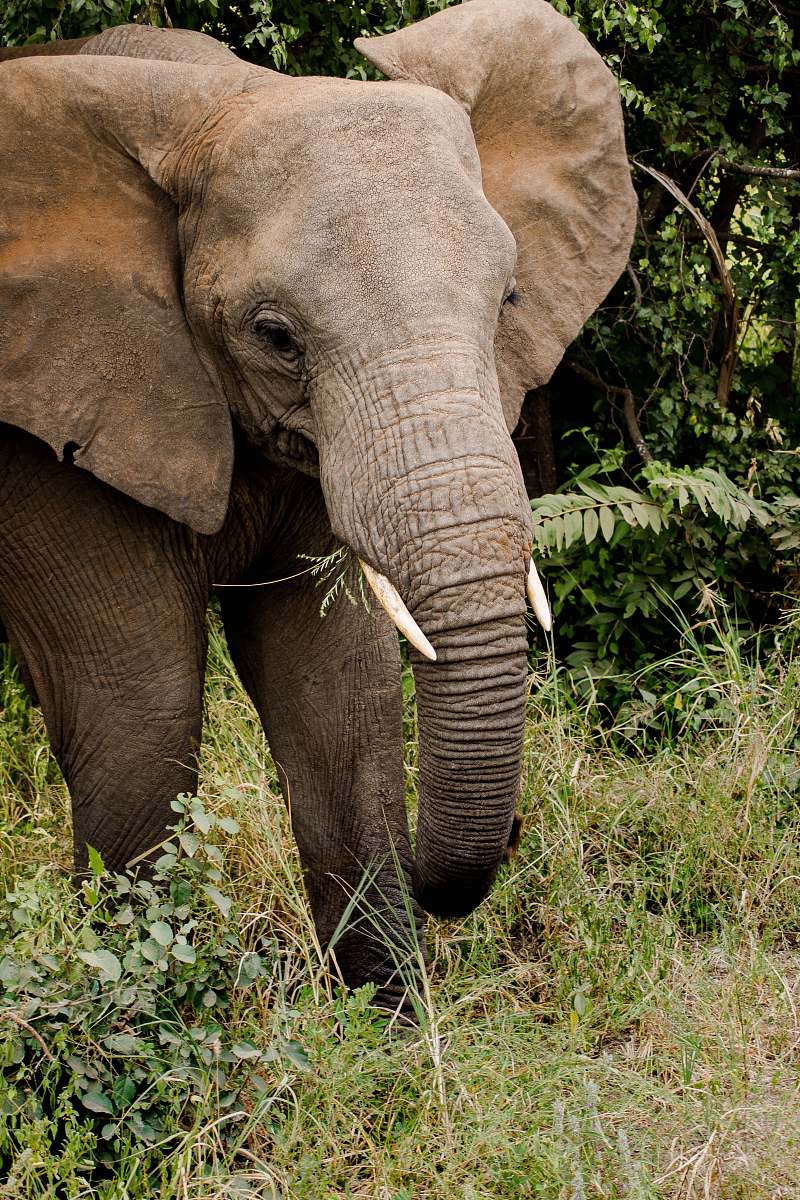 animal brown elephant on green grass wildlife