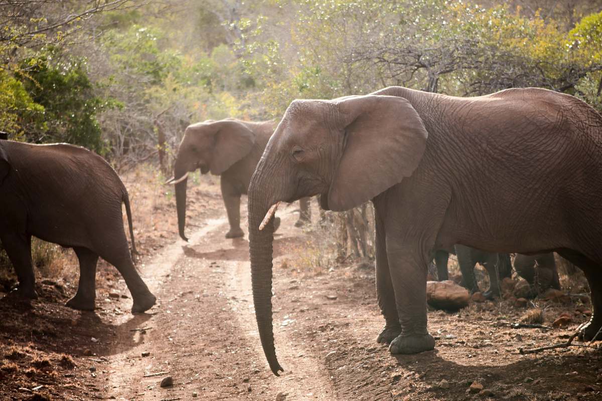 wildlife brown elephants on green field mammal