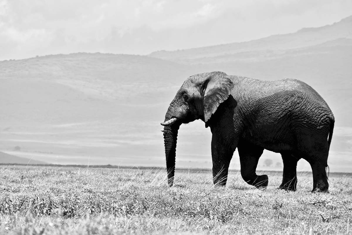 black-and-white grayscale photography of elephant wildlife