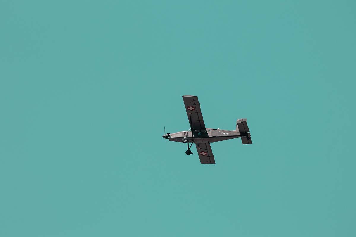 animal gray propeller plane in flight bird