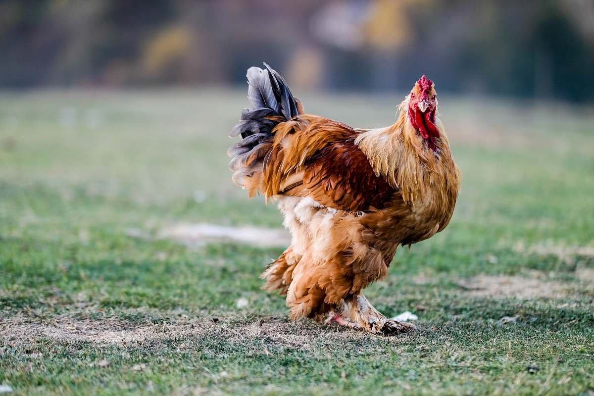 chicken brown hen on grass field poultry
