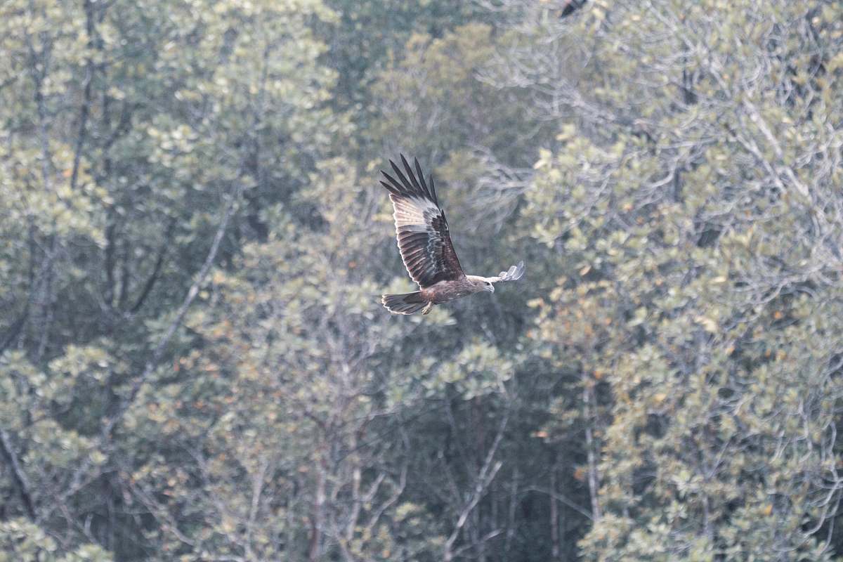 animal brown eagle above trees bird