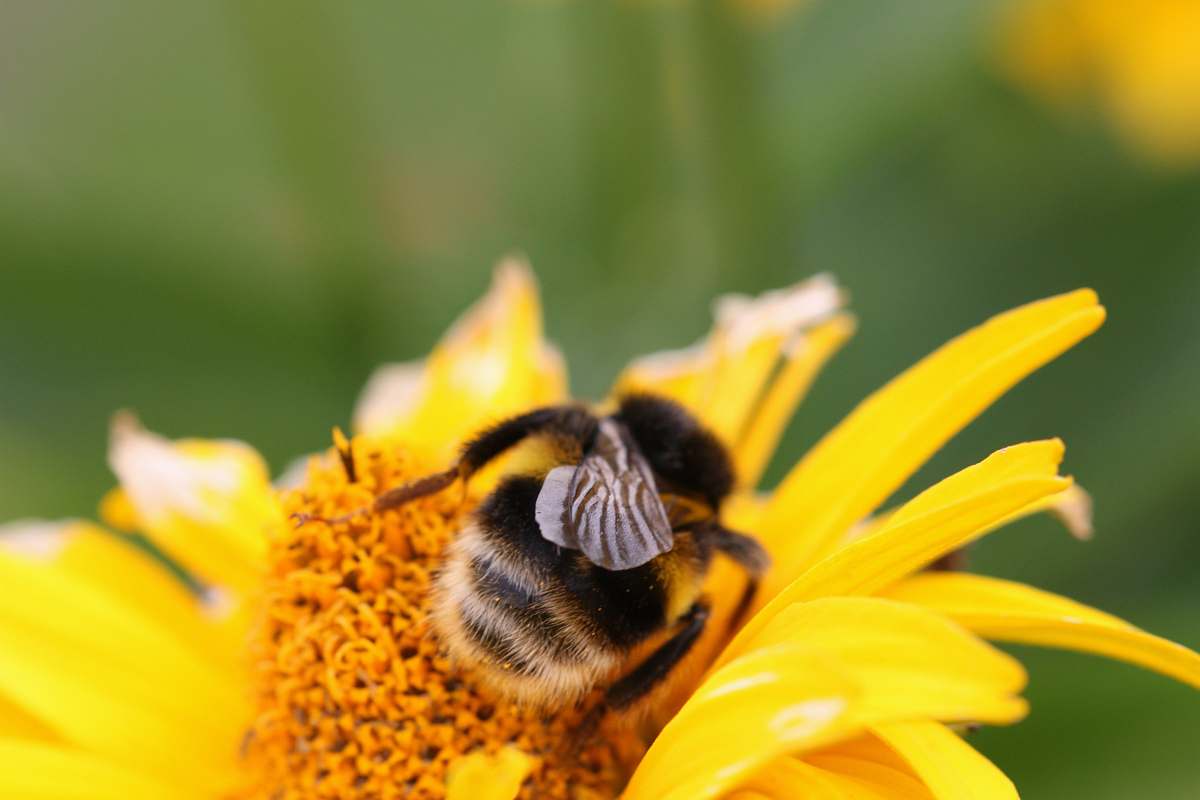 invertebrate close-up photo of yellow bee apidae