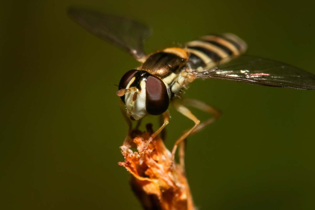 andrena macro photography of fruitfly wasp