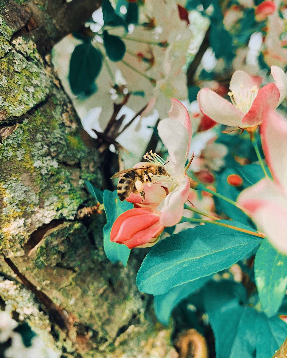 Apidae Shallow Focus Photo Of Bee On White And Pink Flower Invertebrate ...