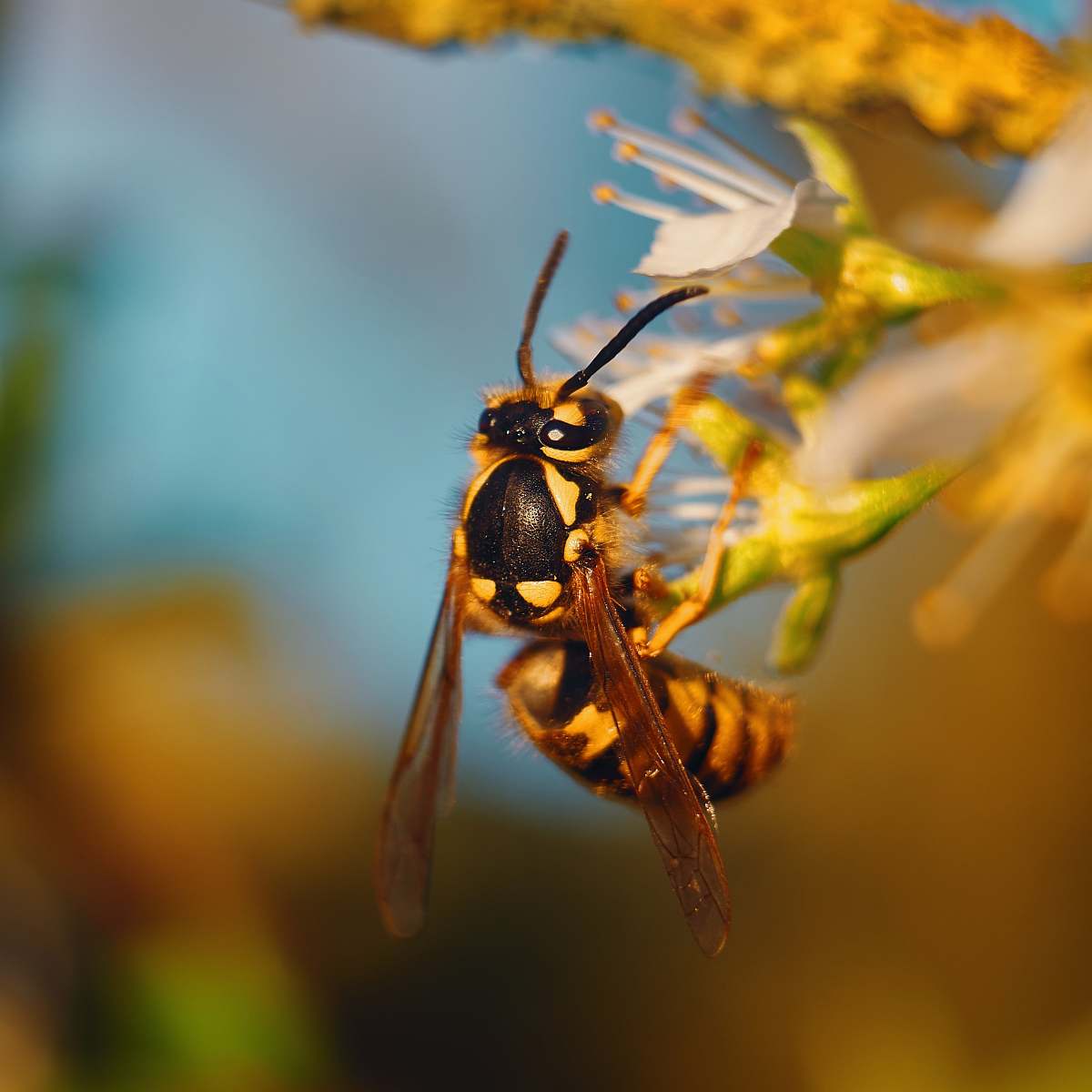 wasp wasp perched on flower andrena