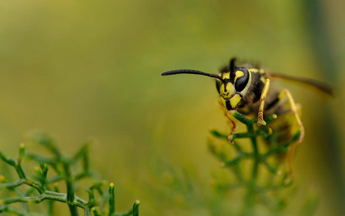 wasp yellow bee perch on green plant hornet