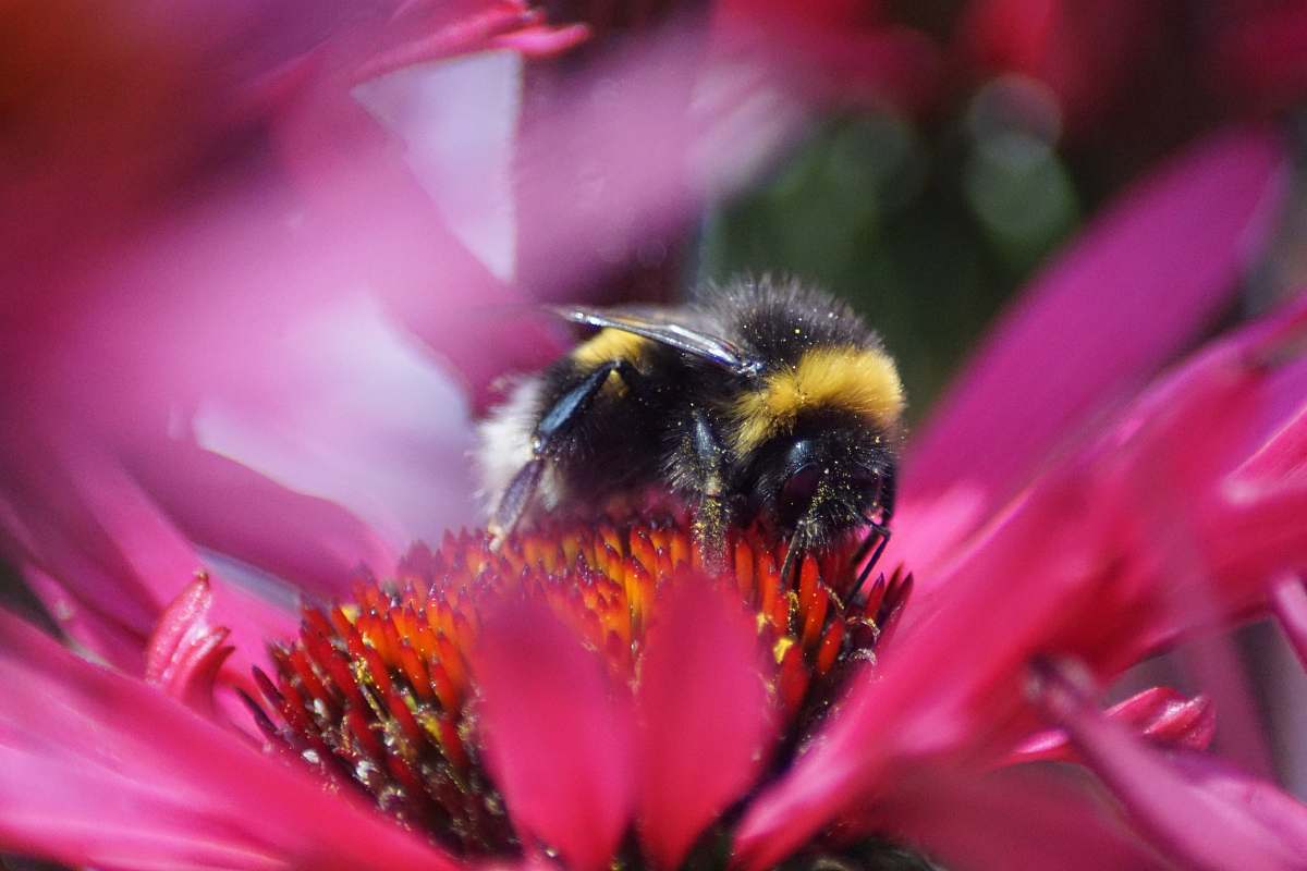 bee black and yellow bee perching on flowe insect