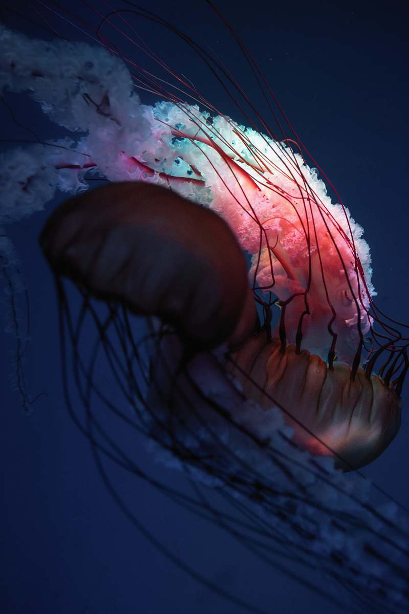 jellyfish brown jellyfish sea life