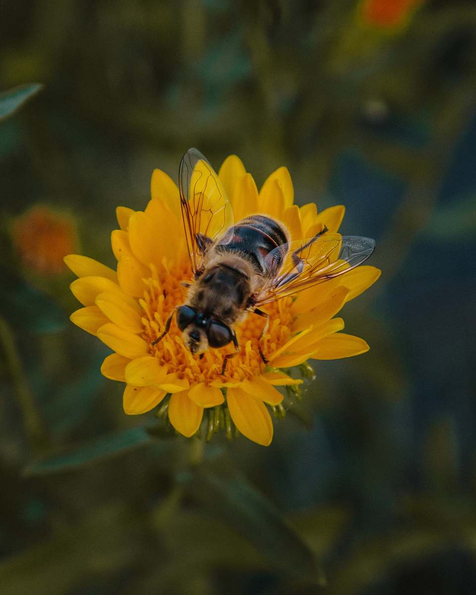 insect macro photography of brown and black wasp on yellow flower apidae