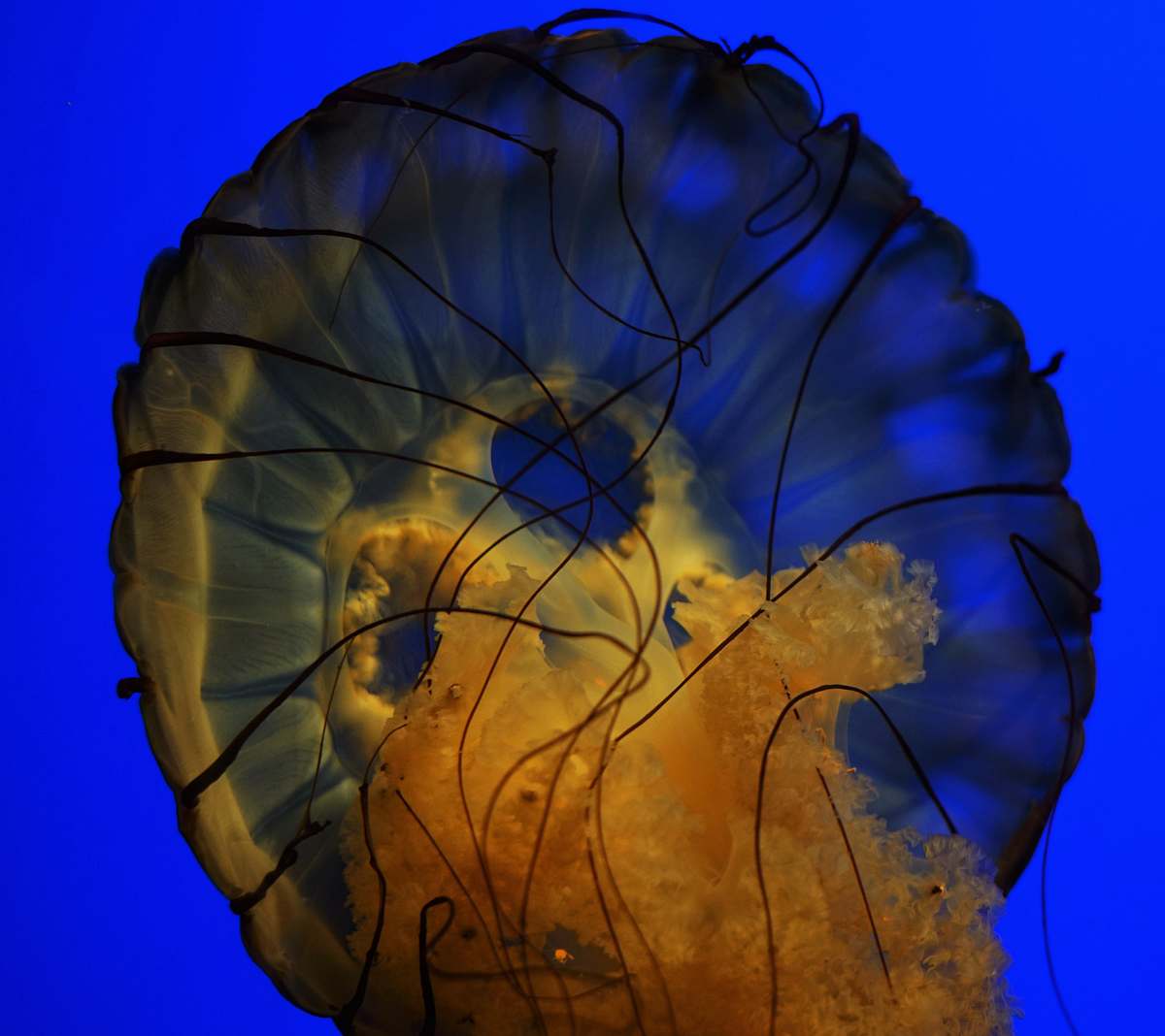 jellyfish microscopic photography of jellyfish sea life