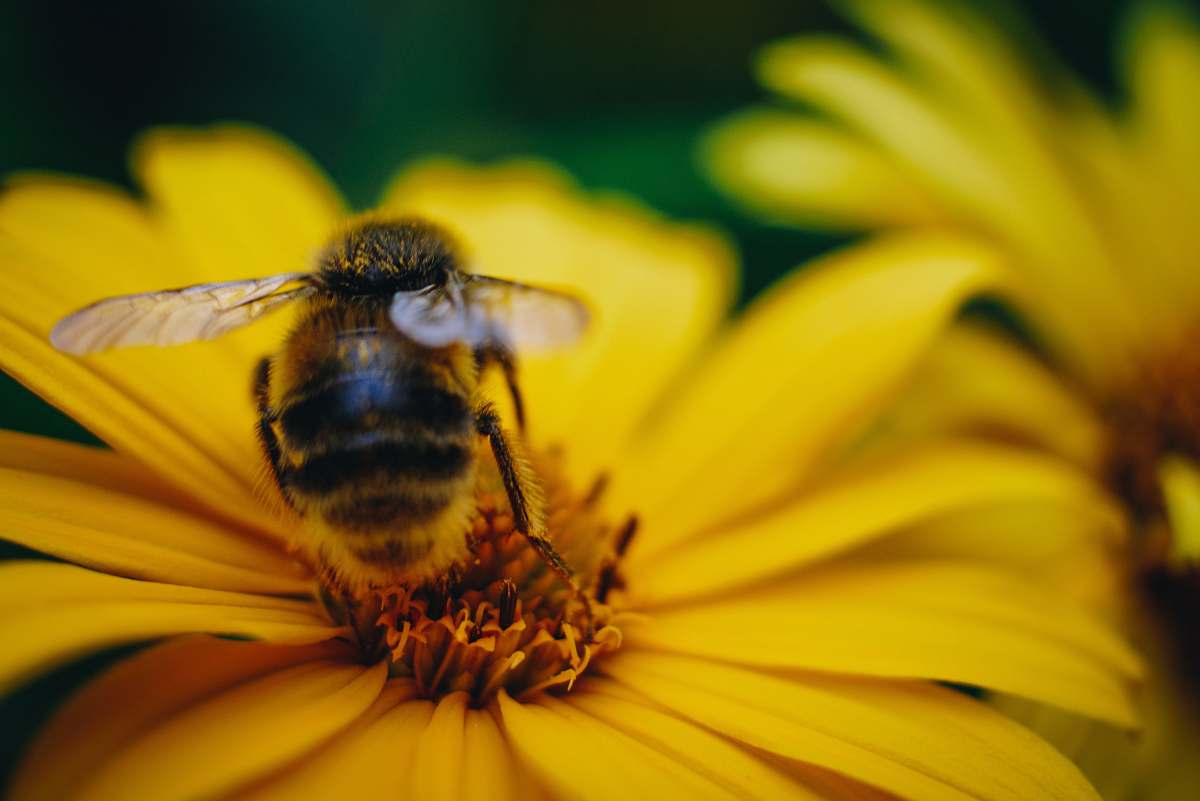 bee shallow focus photography of yellow bee on flower honey bee