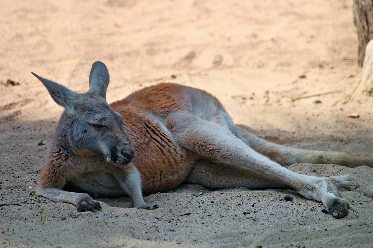 animal brown and grey kangaroo mammal