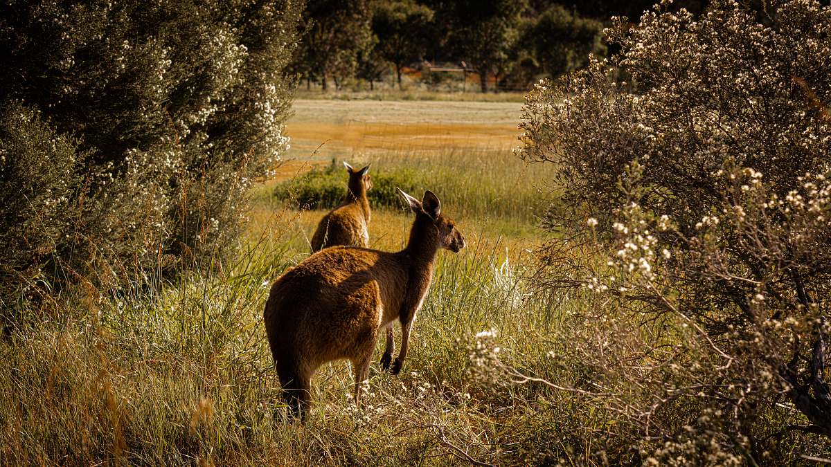 mammal brown deer running on grass field animal