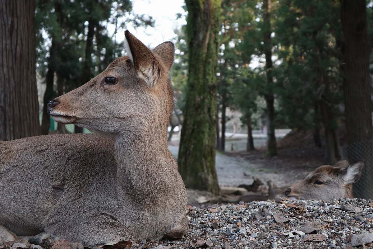 mammal selective focus photography of lying deer animal