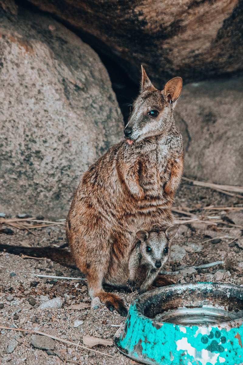 wallaby shallow focus photo of brown kangaroo animal