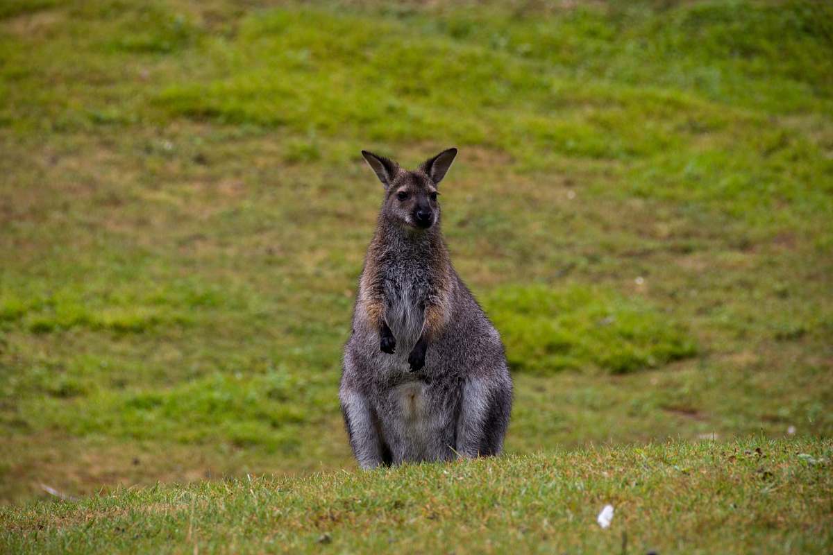 animal shallow focus photo of gray kangaroo mammal