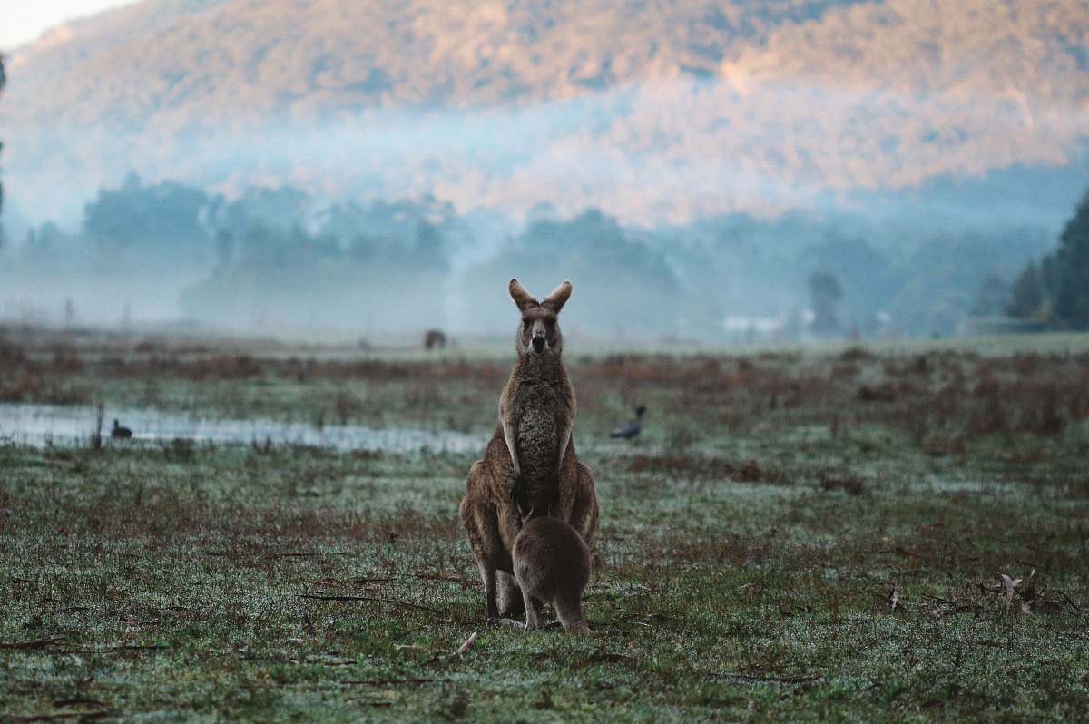 wallaby two kangaroos on green grass field animal