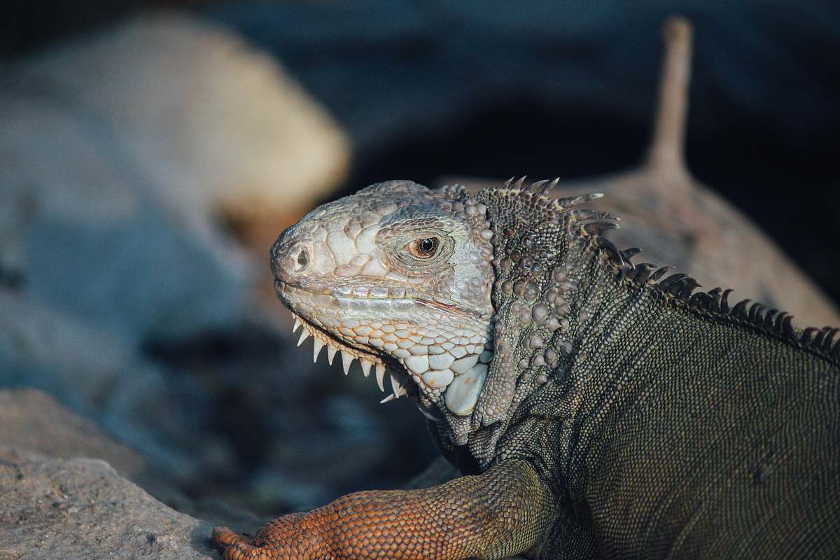 iguana gray reptile animal