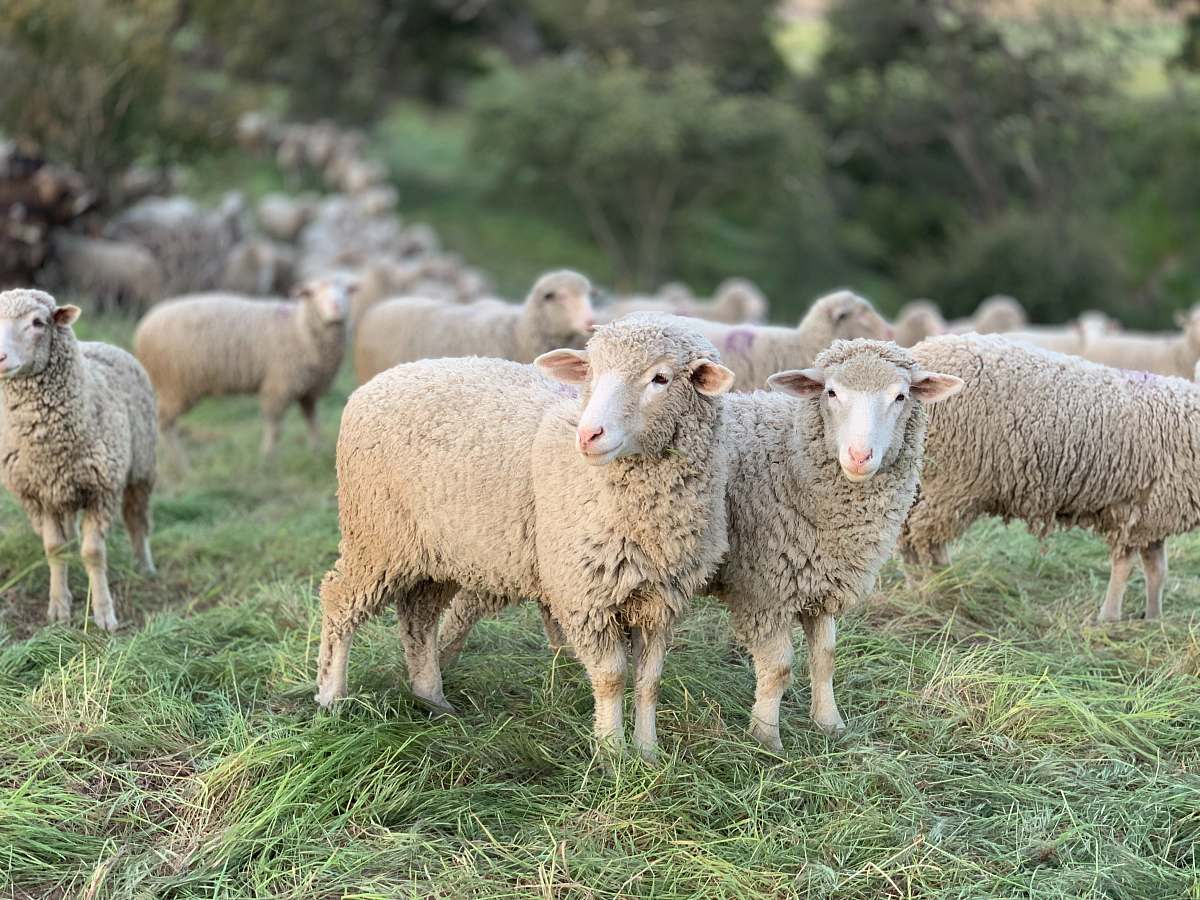 animal  sheep