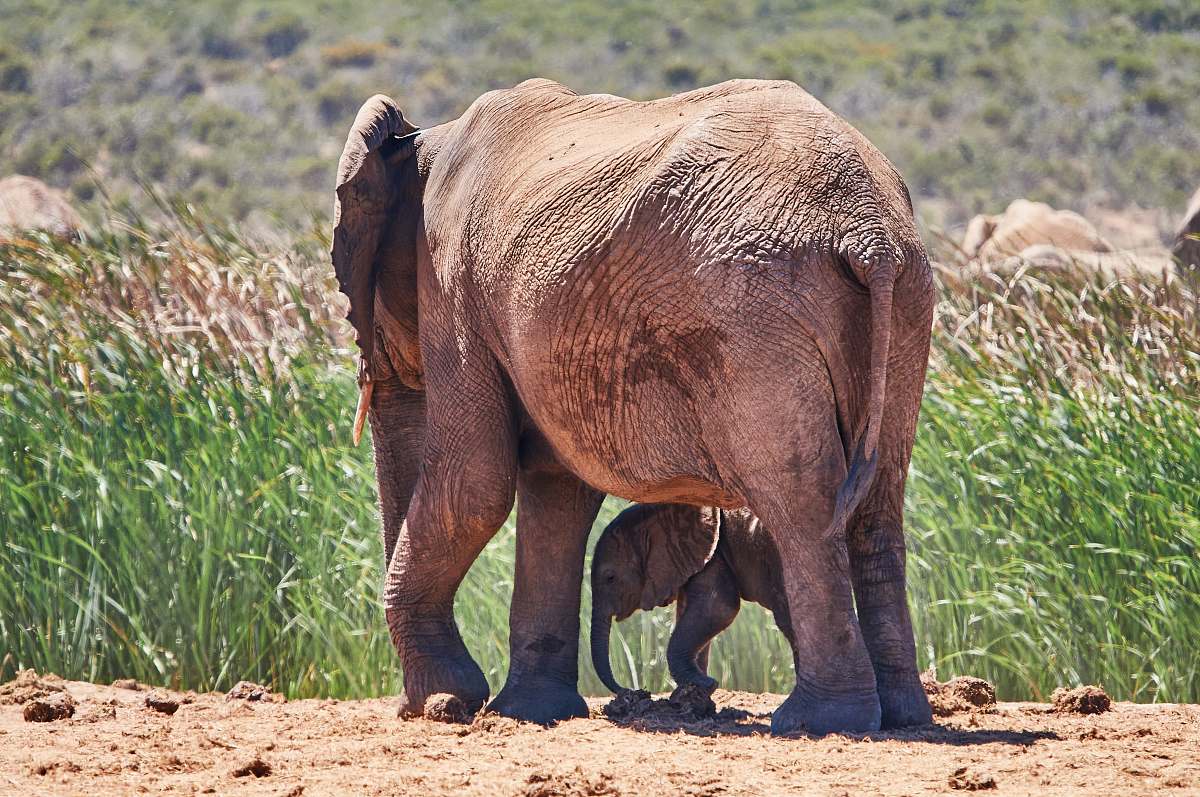 elephant  wildlife