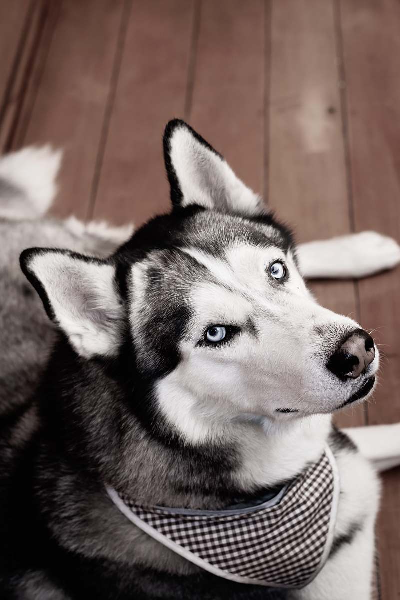 dog adult black and white Siberian husky husky