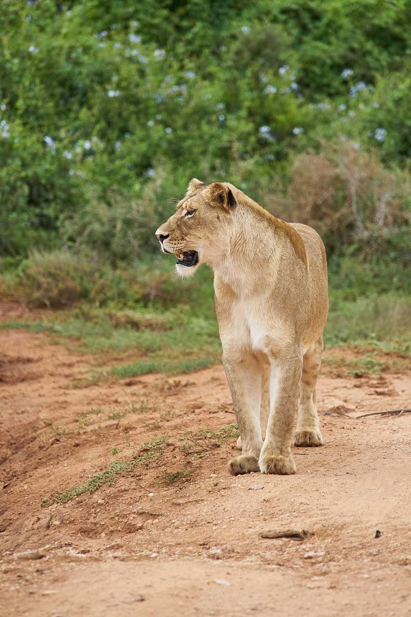 animal adult lioness lion