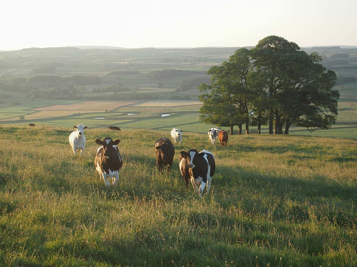 cattle black-and-white cattle cow