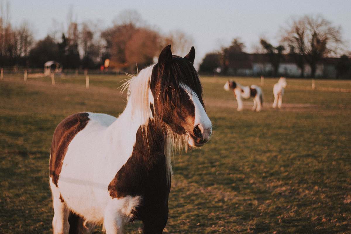 animal black and white horse on green grass lawn during daytime horse