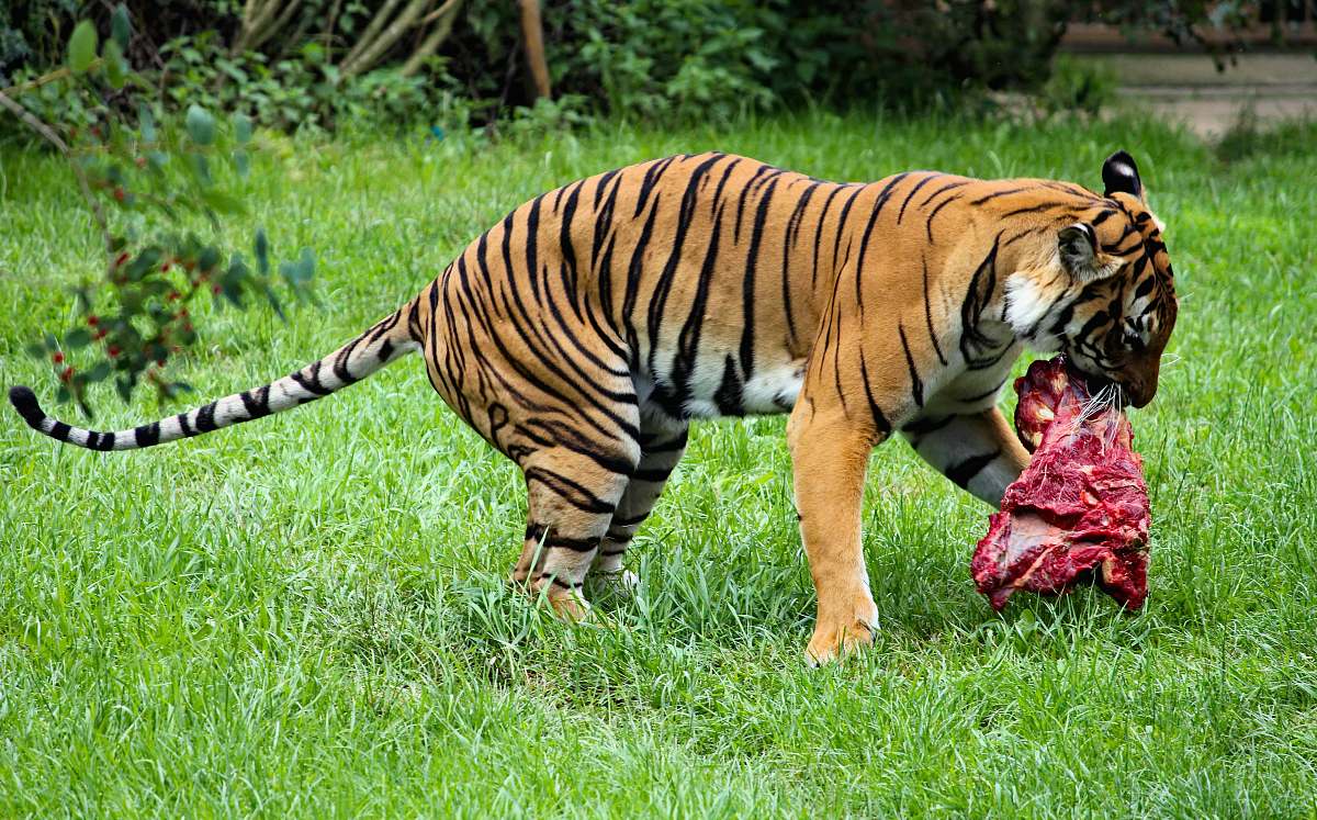 tiger brow and black tiger close-up photography wildlife