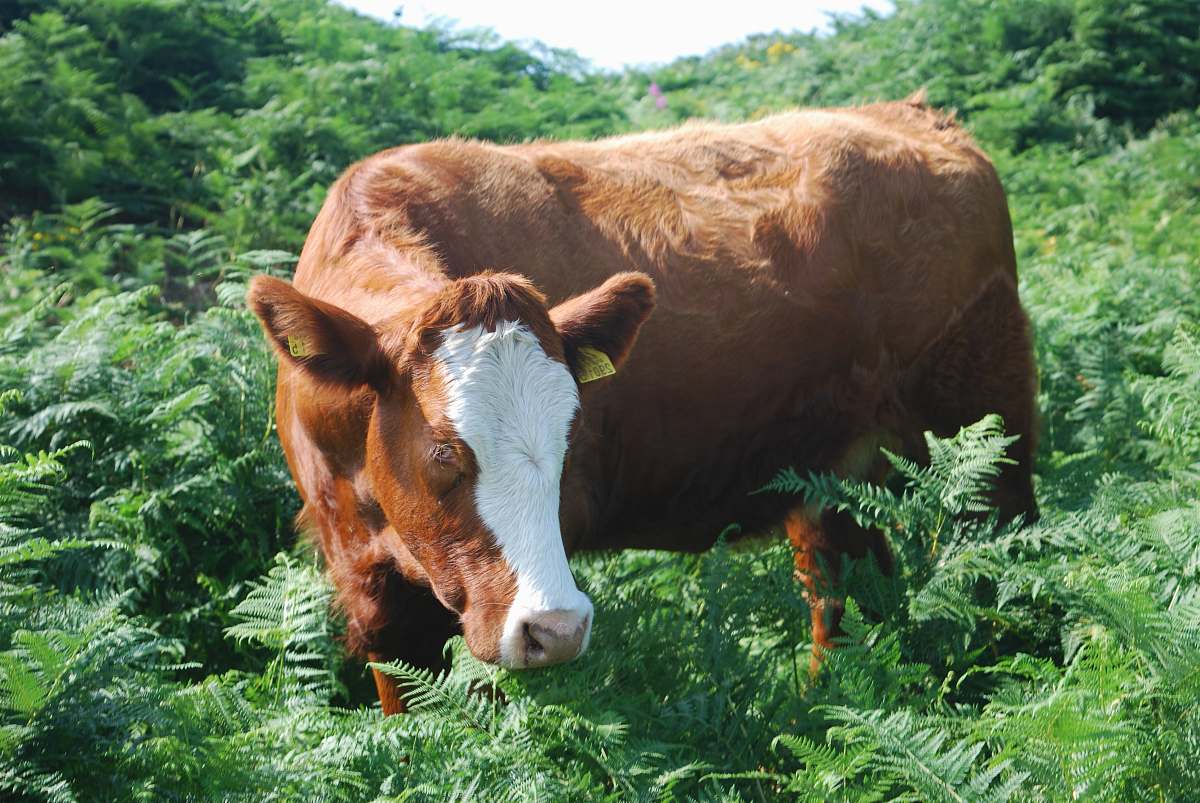 cow brown and white cow surrounded by grass cattle