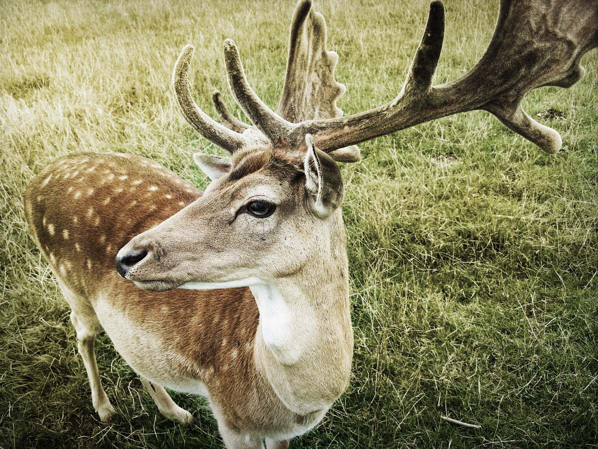 animal brown deer standing on grass deer