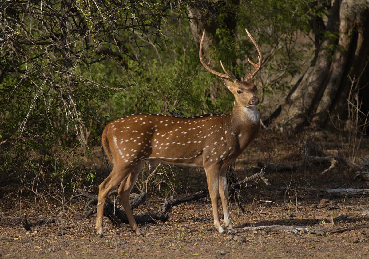 wildlife brown deer antelope