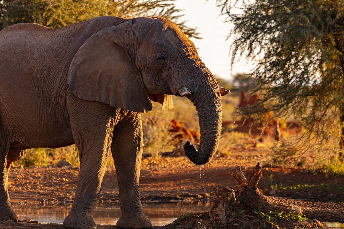 wildlife brown elephant near trees elephant