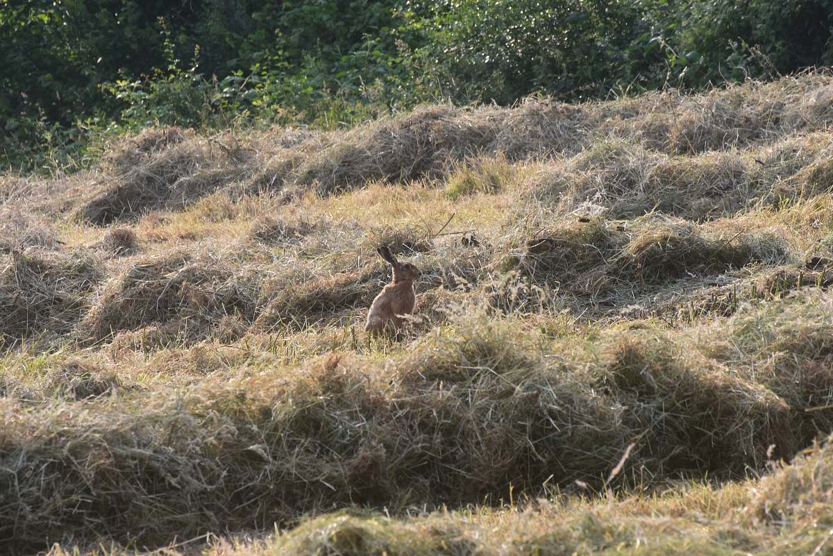 animal brown hare on field kangaroo