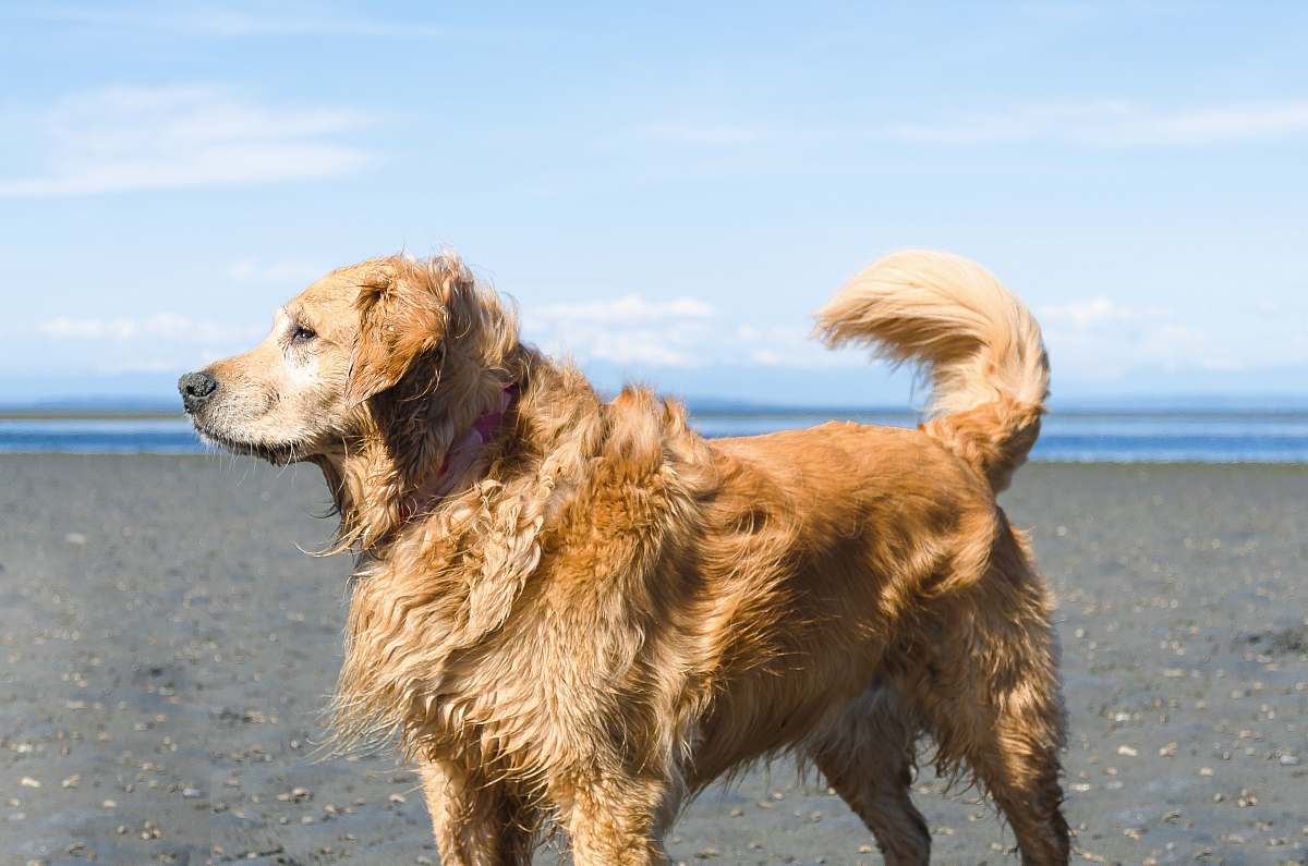 dog brown medium coated dog at the beach golden retriever
