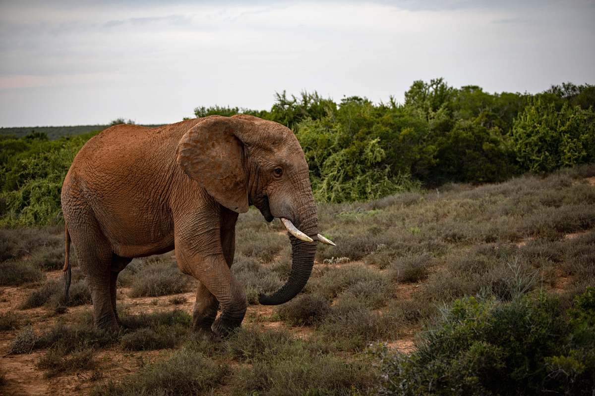 animal gray elephant elephant