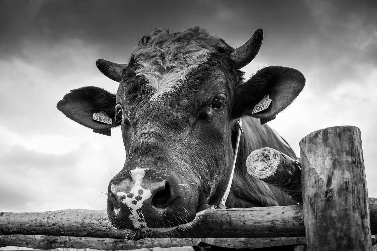 black-and-white grayscale photo of cow near fence cow
