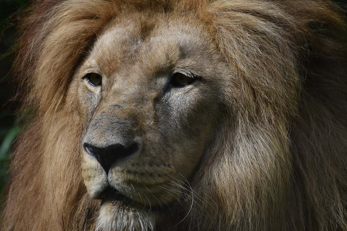 lion lion head photography wildlife