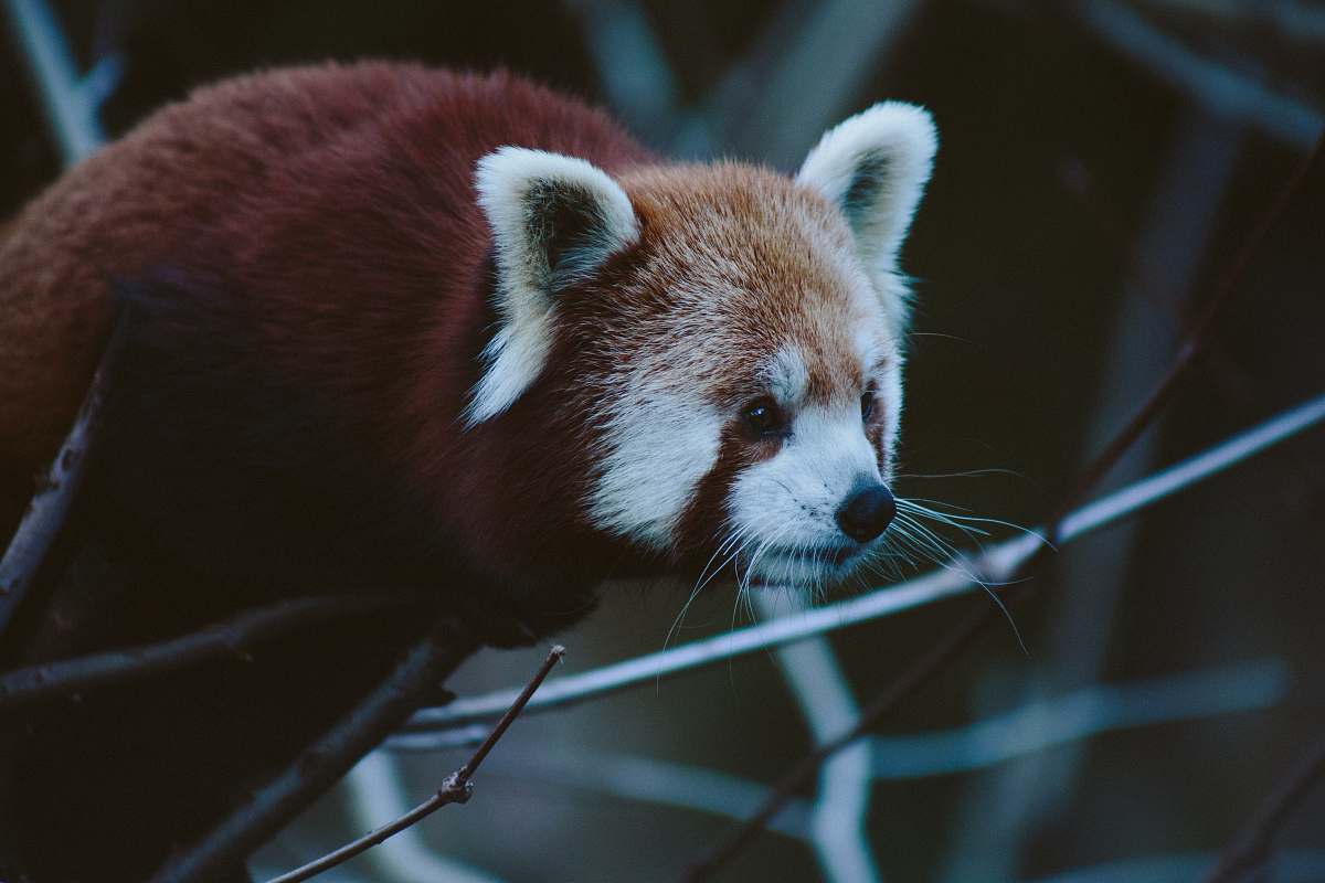 animal red panda on tree branch wildlife