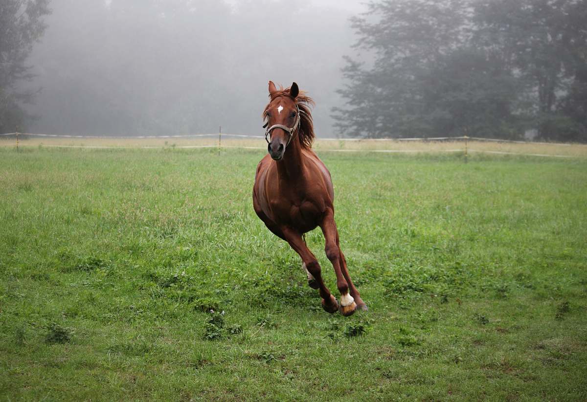 animal shallow focus photo of brown horse colt horse