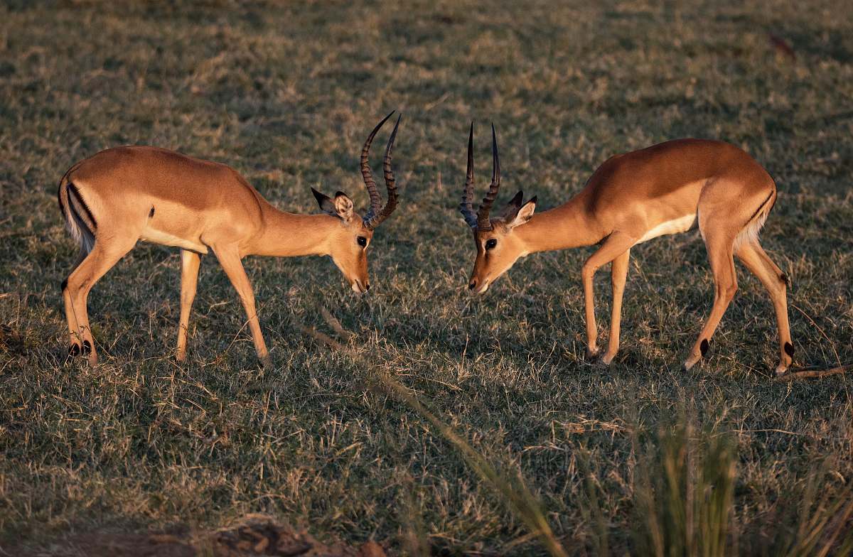 antelope two brown deer on grass field wildlife
