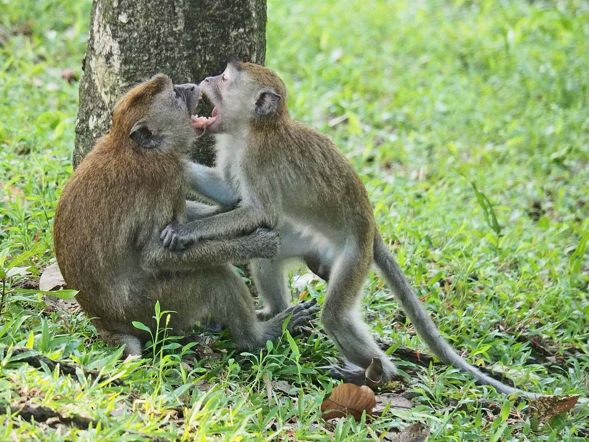 animal two monkey sits near tree kangaroo