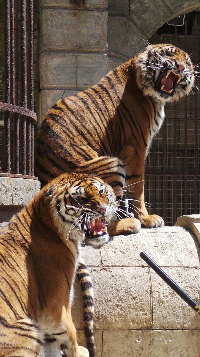 tiger two orange and black tigers wildlife